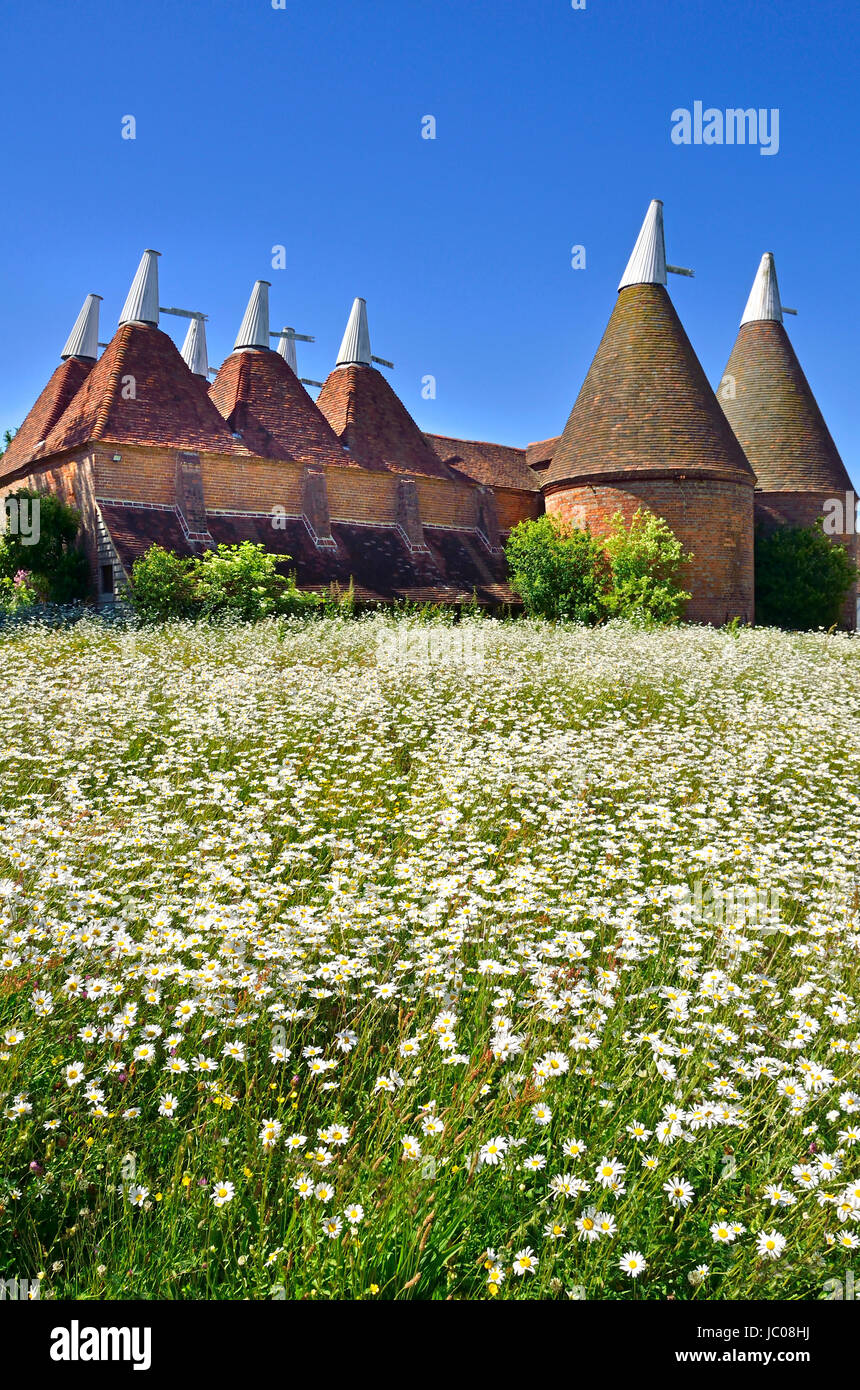 Sissinghurst, Kent, Inghilterra. Oast tradizionali case - hop forni di essiccazione. Fiore selvatico prato - margherite Foto Stock