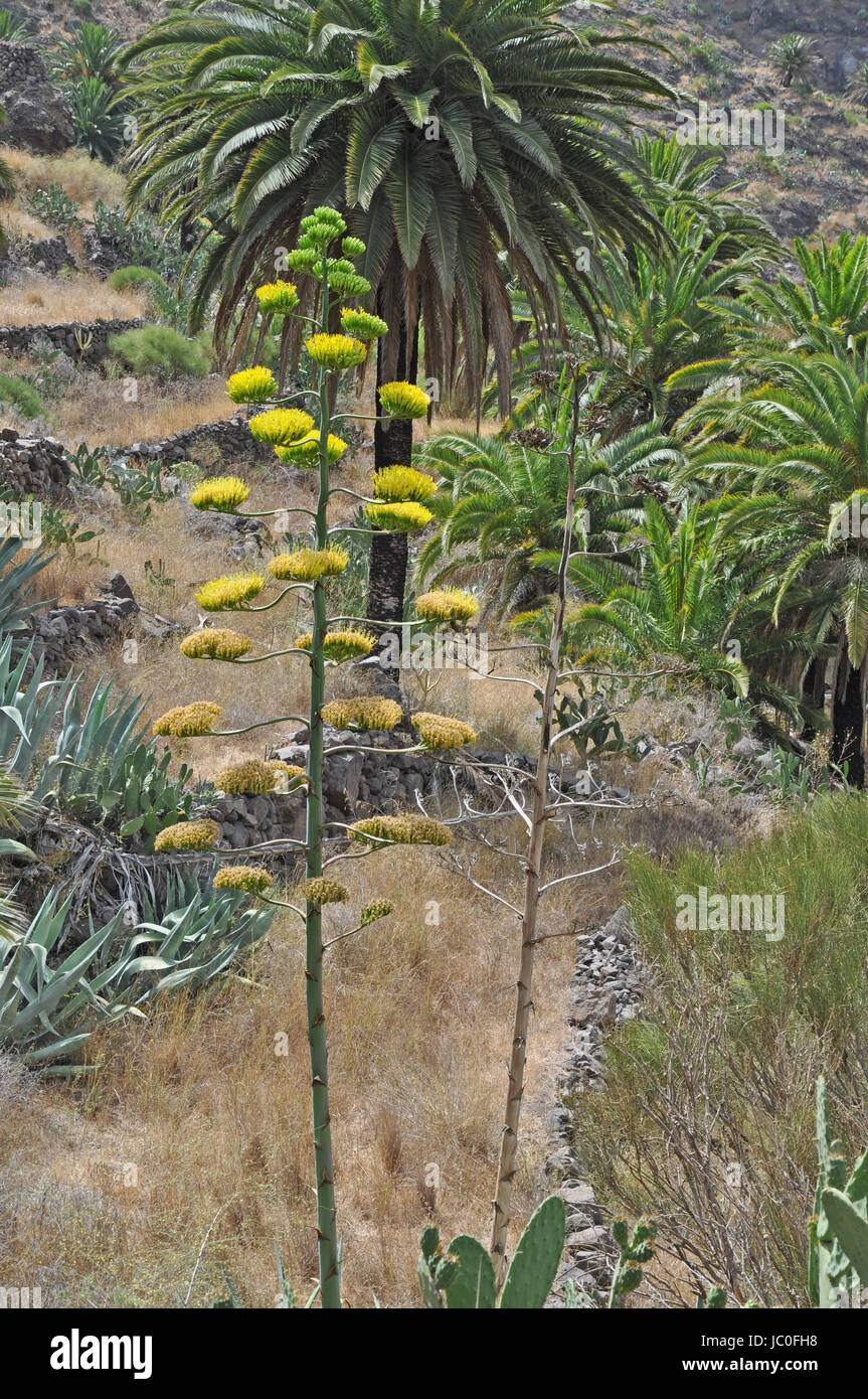 Agavenblüte, agave, blüte, blüten, pflanze, mediterran, natur, agaven, agavengewächse Foto Stock