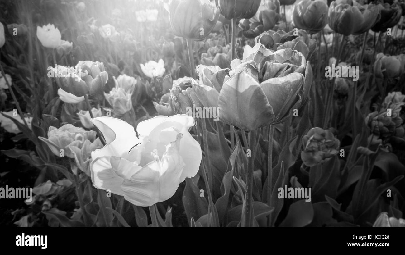 Closeup foto in bianco e nero di crescente tulipani in campo al giorno di sole Foto Stock