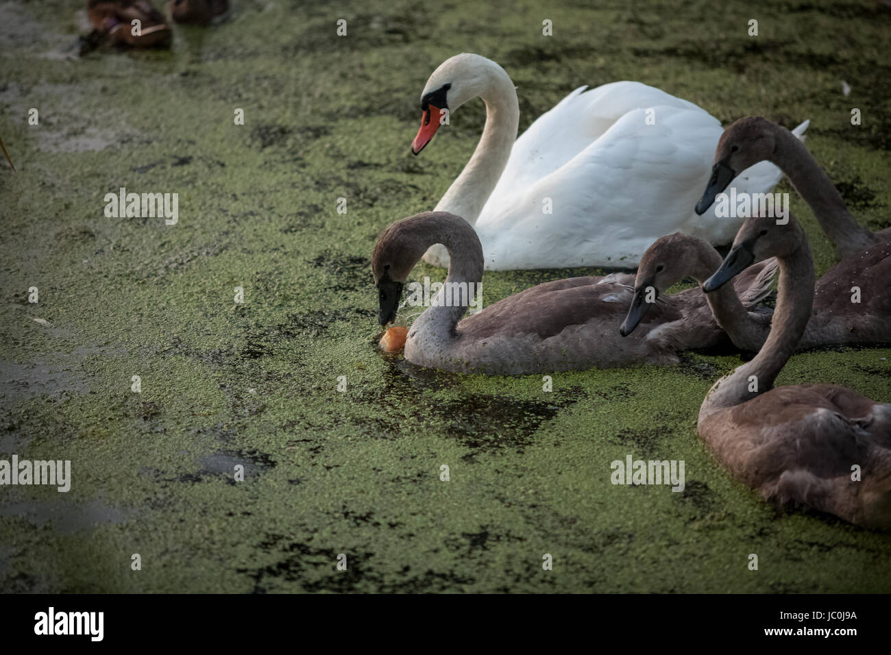 Closeup colpo di adulto swan e cygnet acqua potabile al lago Foto Stock