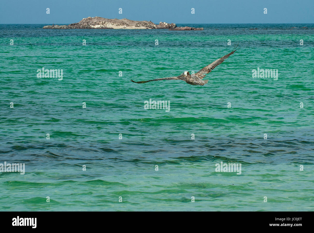 Pelican Sorvolano Tecolote Beach a La Paz, Baja California Sur. Messico Foto Stock