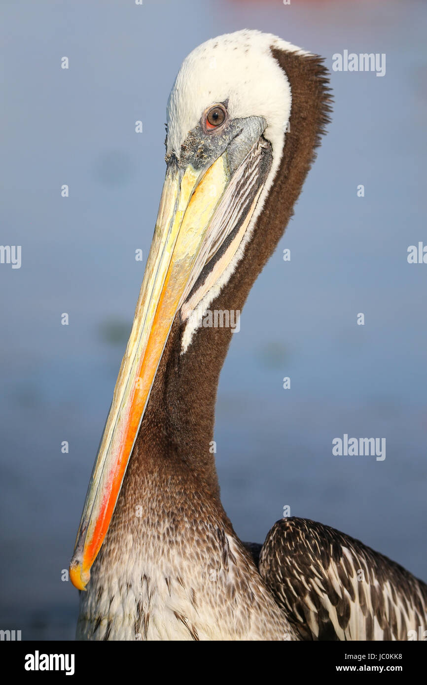 Ritratto di Brown Pelican (Pelecanus occidentalis) nella Baia di Paracas, Perù. Paracas baia è ben noto per la sua abbondante fauna selvatica. Foto Stock