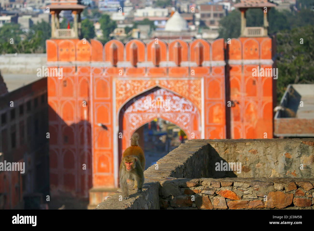 Macaco Rhesus (macaca mulatta) camminando su una parete vicino Suraj Pol a Jaipur, India. Jaipur è il capitale e la più grande città dello stato indiano del Rajas Foto Stock