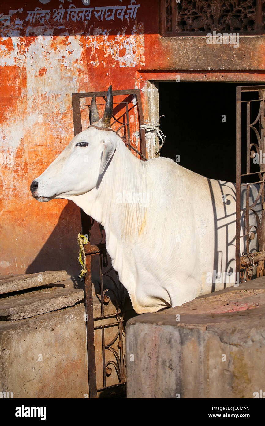 Vacca bianca in piedi in una porta di casa, Jaipur, Rajasthan, India. Le mucche sono considerati sacri dell'Induismo. Foto Stock