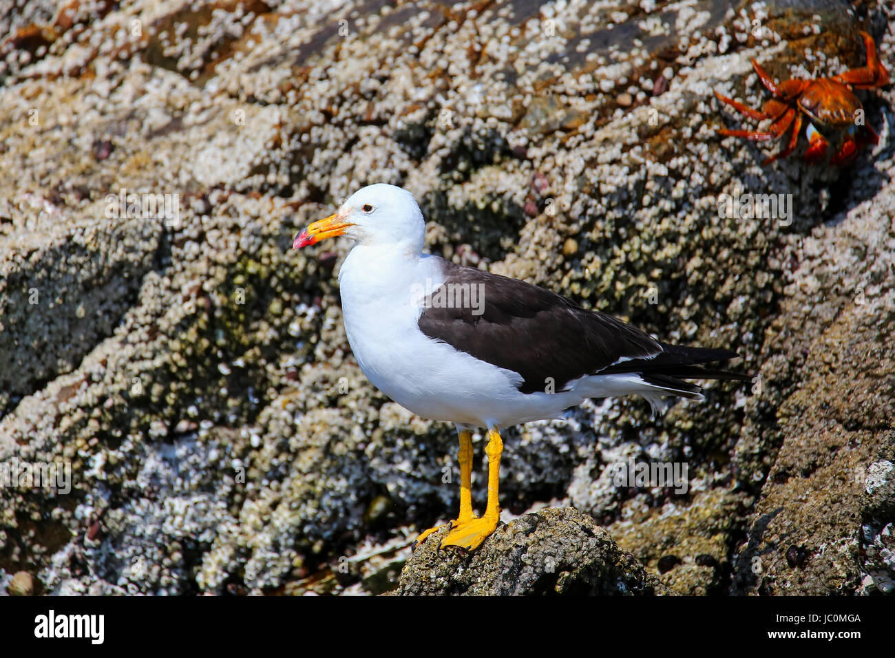 Belcher il gabbiano (Larus belcheri) in isole Ballestas riserva in Perù. Isole Ballestas sono un importante santuario per la fauna marina Foto Stock