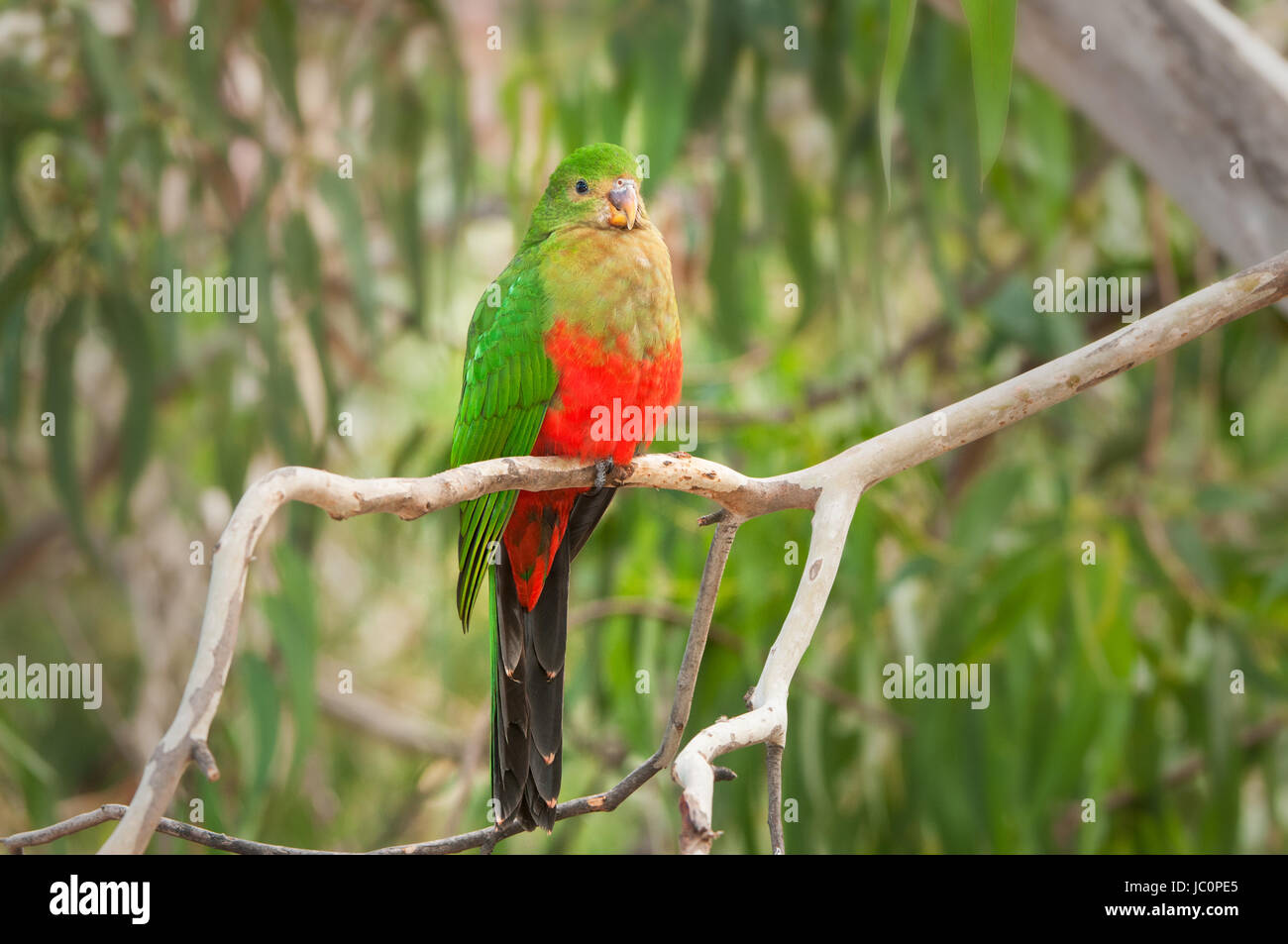 Colorate re australiano pappagallo seduto in una struttura ad albero di gomma. Foto Stock