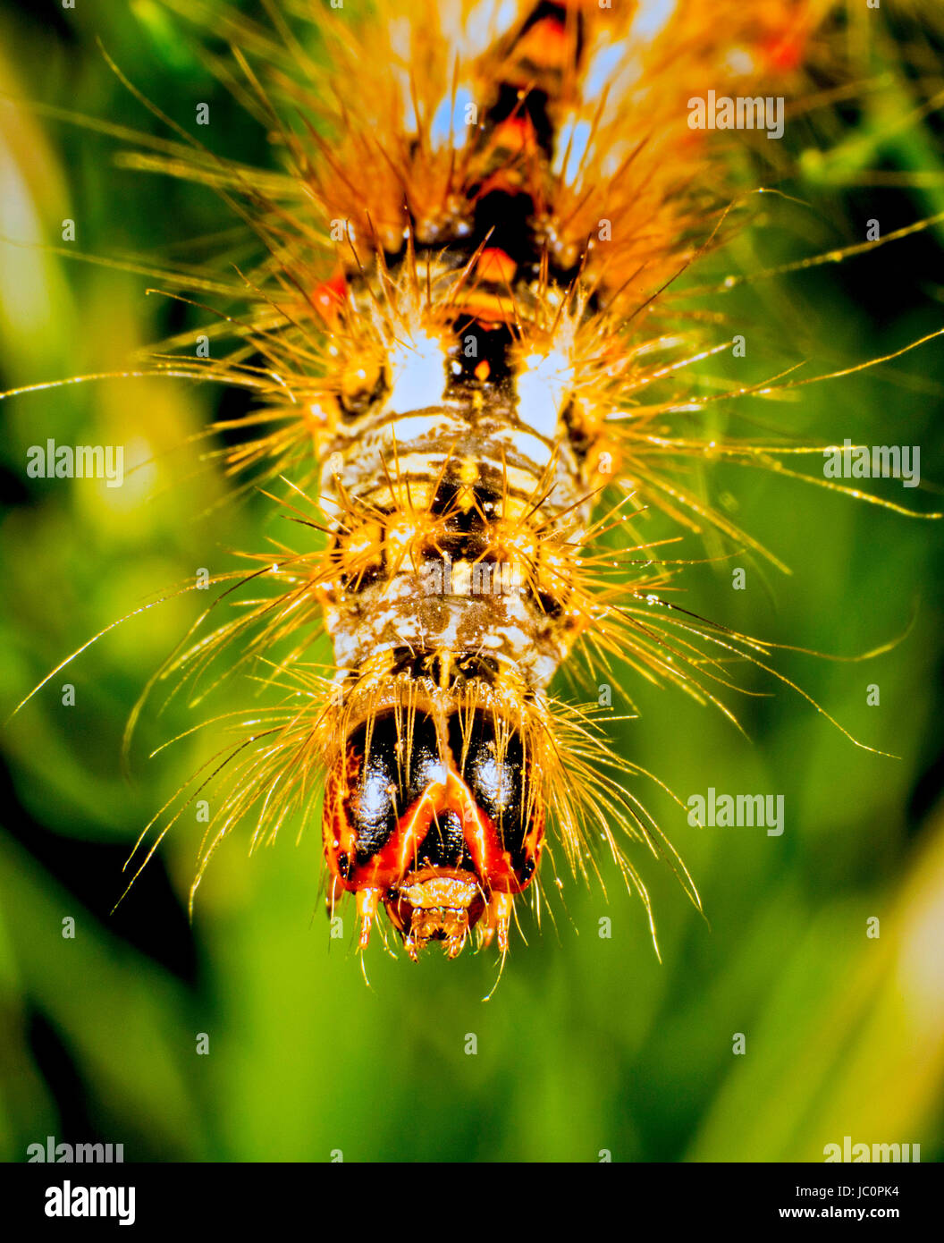 Stadio di larva del pugnale rosso moth Foto Stock
