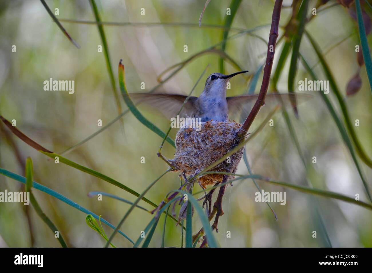 Hummingbird con ali in movimento nel nido Foto Stock