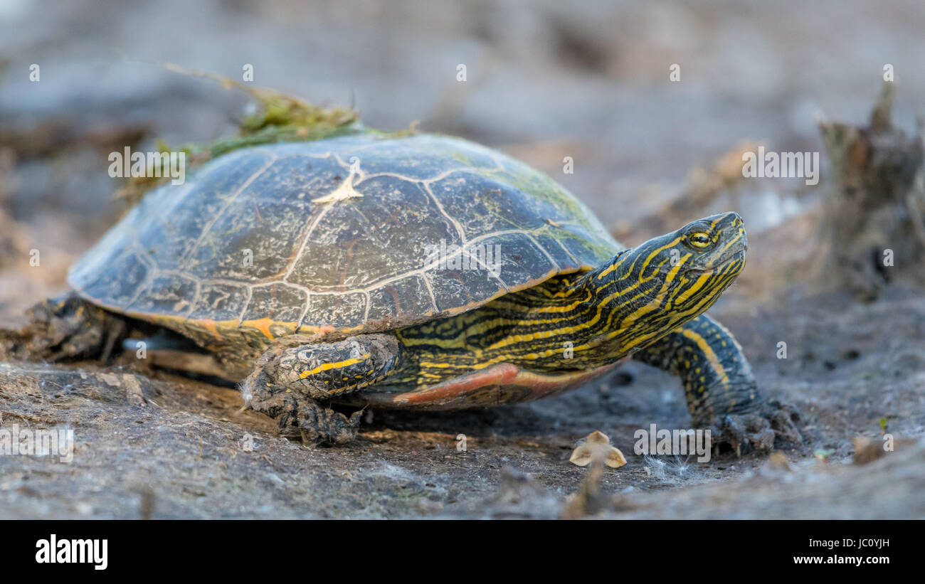 Western dipinto di tartaruga, (Chrysemys picta bellii), a piedi attraverso un essiccato fino marsh. Bosque del Apache National Wildlife Refuge, nuovo Messico, Stati Uniti d'America. Foto Stock