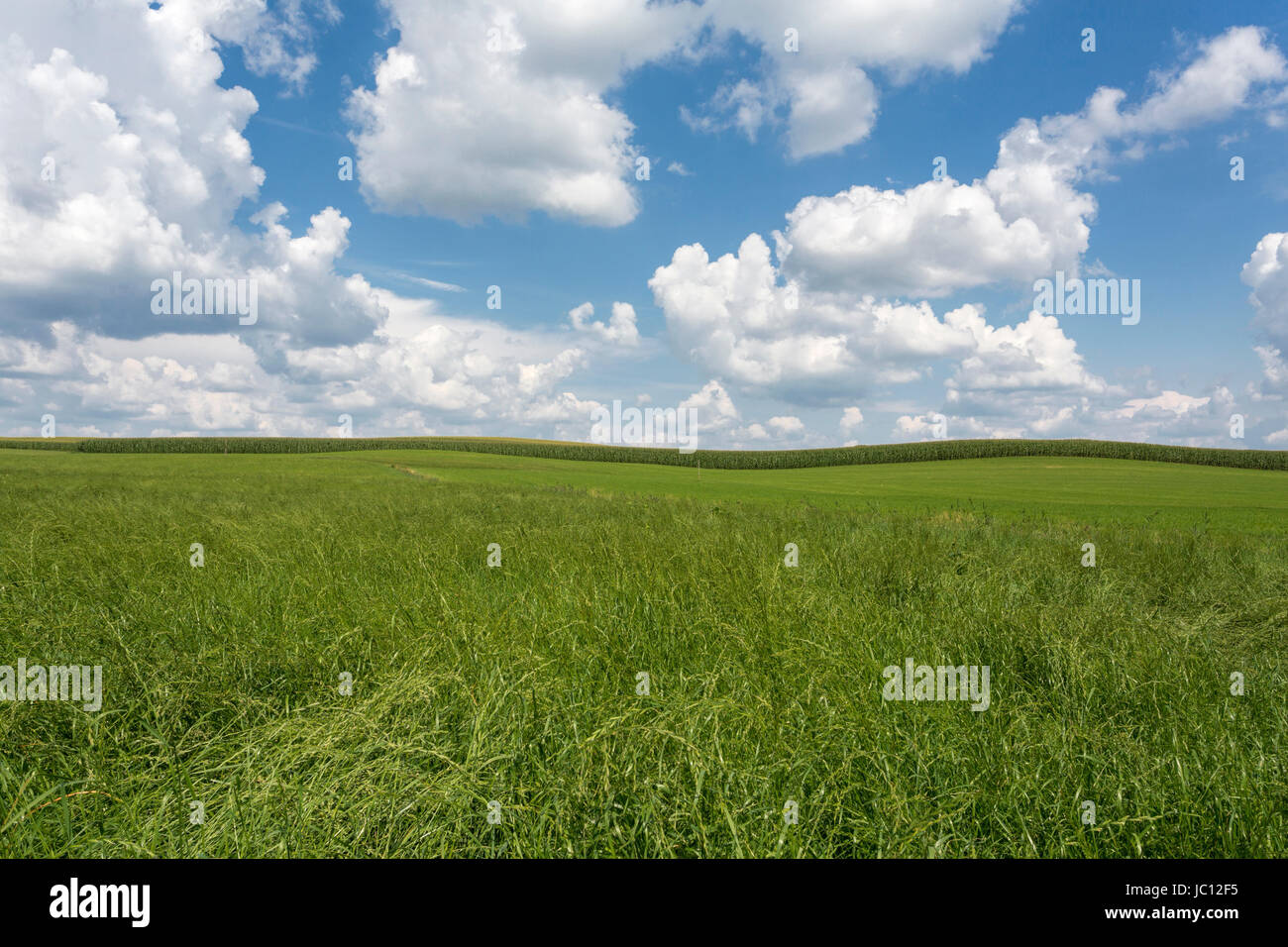 Wiese und Felder mit Sommerhimmel, Bayern Foto Stock