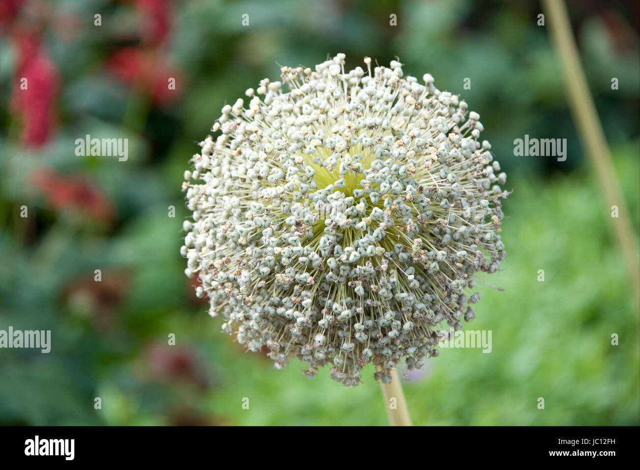 ZUELPICH, deutschland - JULI 27: Landesgartenschau Zuelpich 2014. Foto Stock