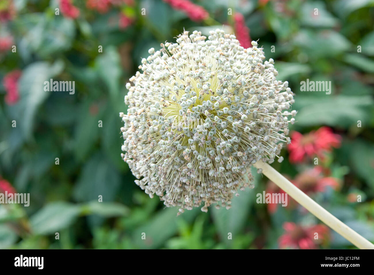 ZUELPICH, deutschland - JULI 27: Landesgartenschau Zuelpich 2014. Foto Stock