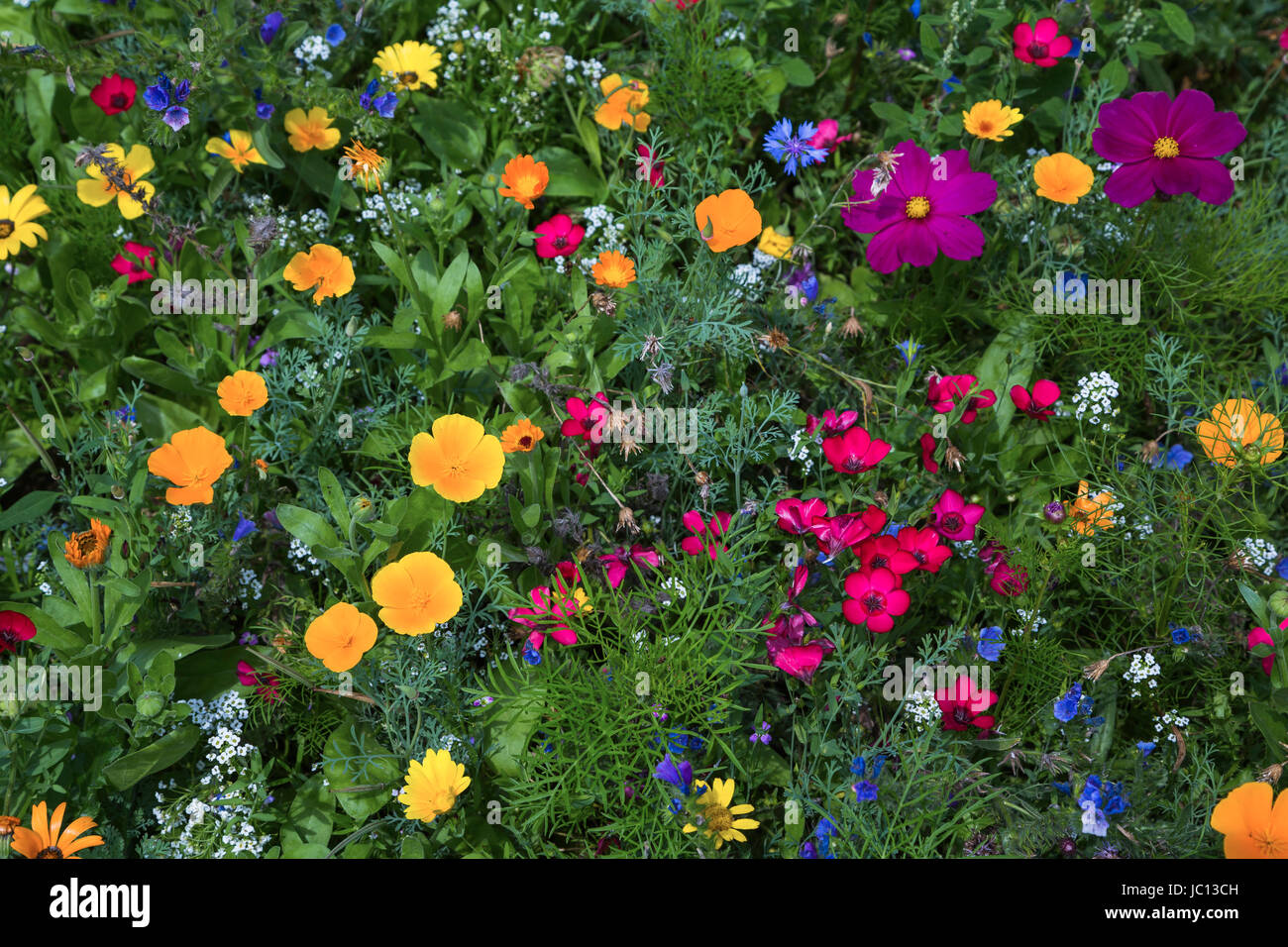 Farbenfrohe Blumenwiese Foto Stock