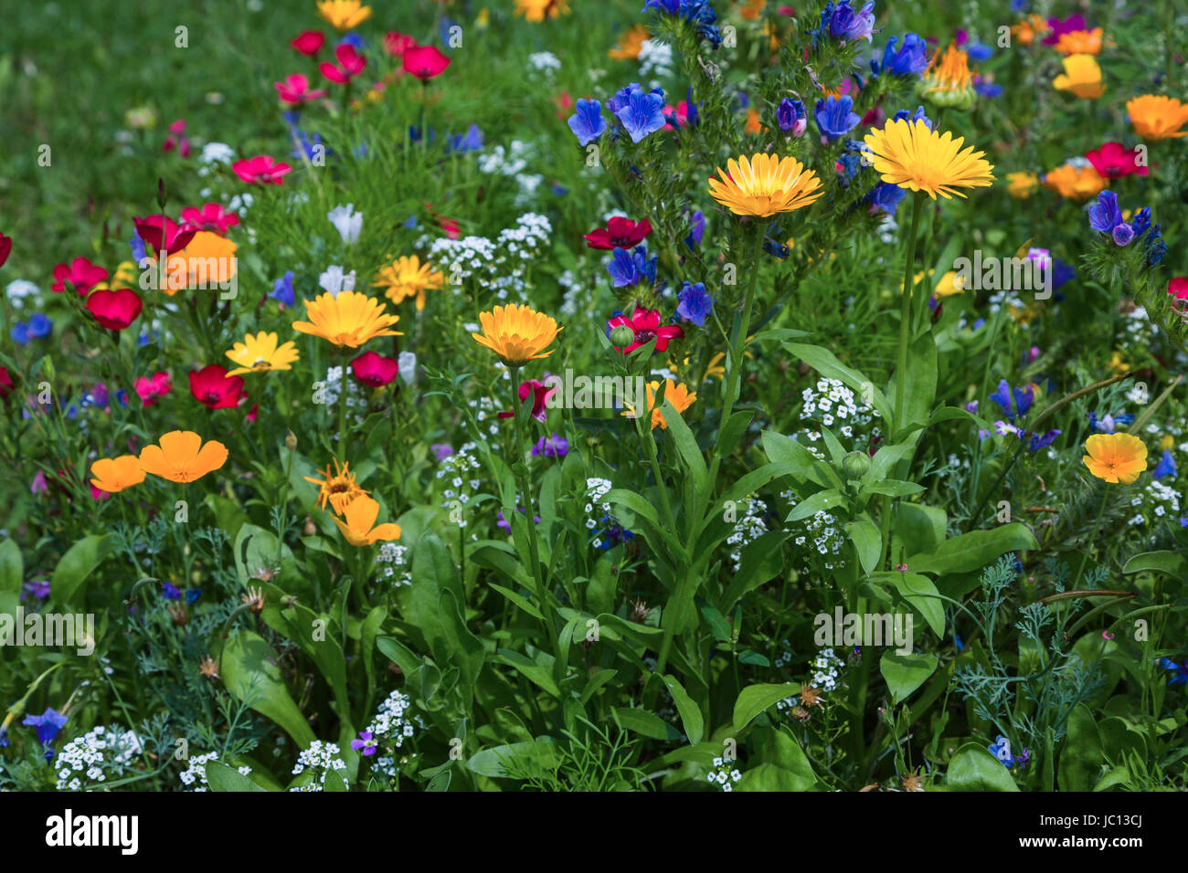 Blühende Sommerweise mit Blüten bunten Foto Stock