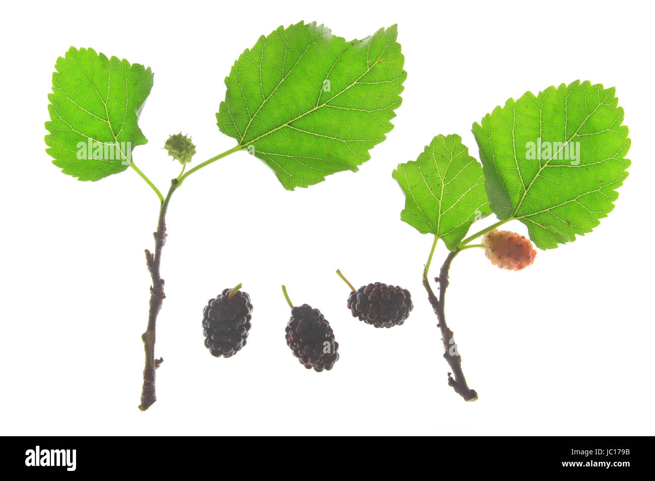 Zweige der Schwarzen Maulbeere (Morus nigra) mit unreifen und reifen Früchten Foto Stock