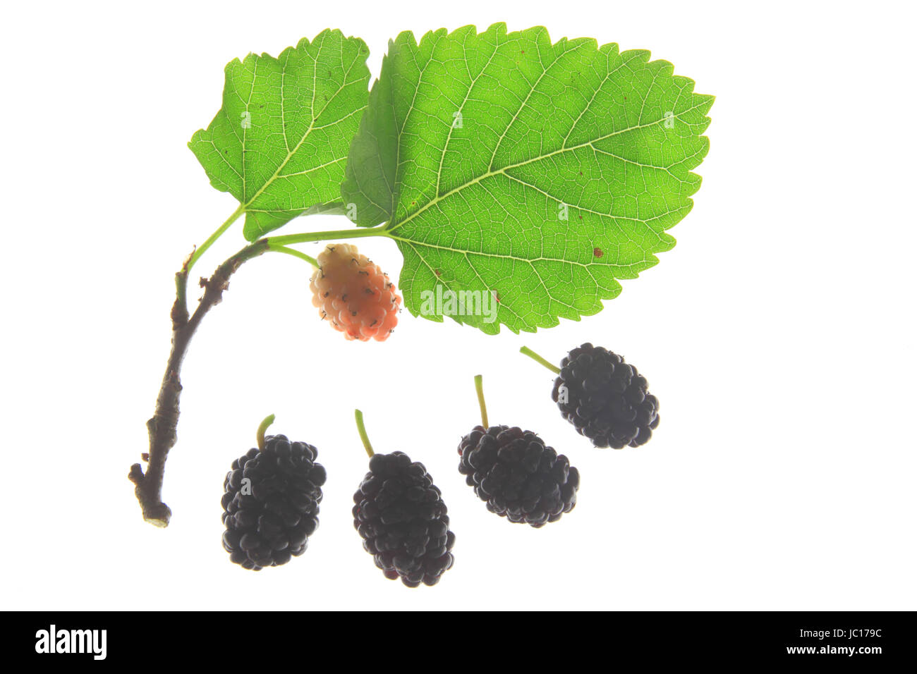 Zweig der Schwarzen Maulbeere (Morus nigra) mit unreifen und reifen Früchten Foto Stock