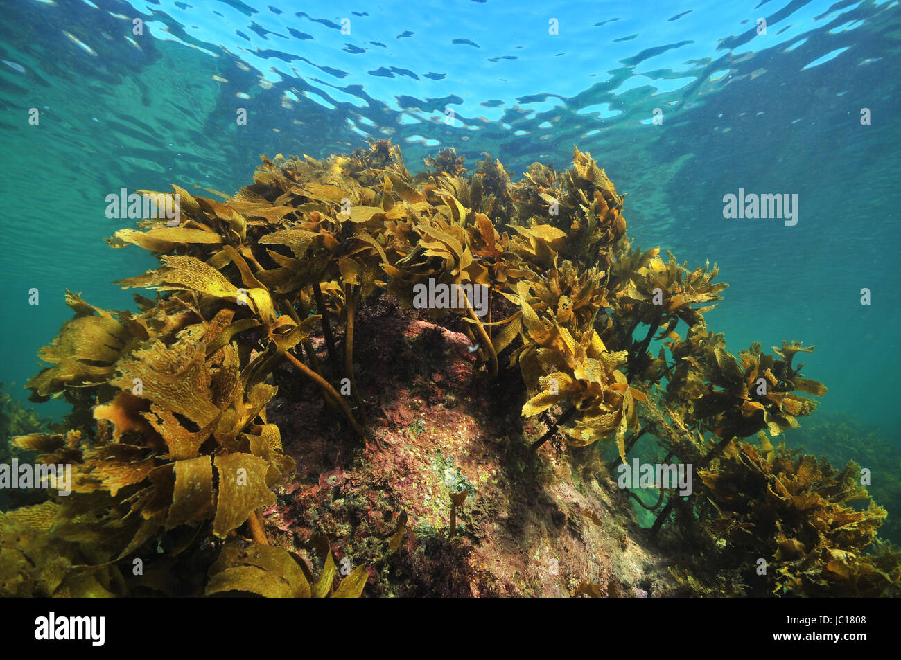 Brown sgambate kelp Ecklonia radiata cresce anche su roccia vicino alla superficie del mare. Foto Stock