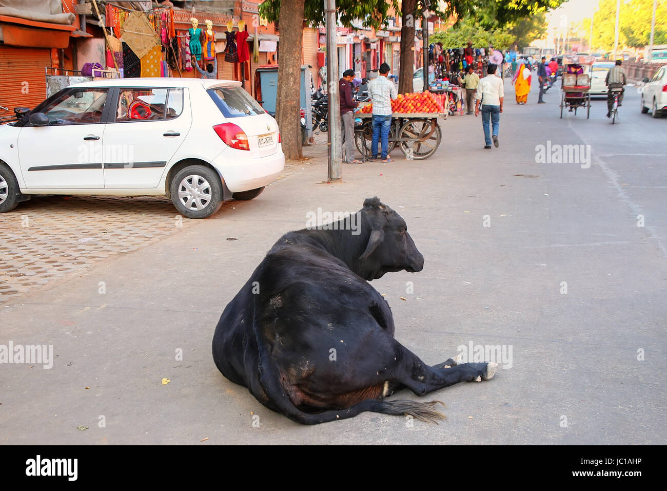 Mucca nera giacente in corrispondenza di Johari Bazzar Street a Jaipur, Rajasthan, India. Bestiame bovino è considerato sacro nell'Induismo. Foto Stock