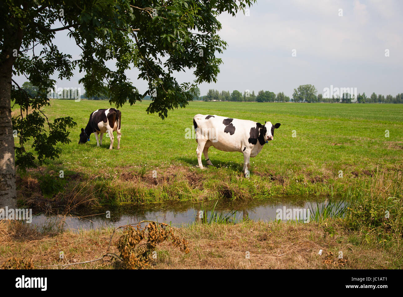 Le mucche olandesi nel prato Foto Stock