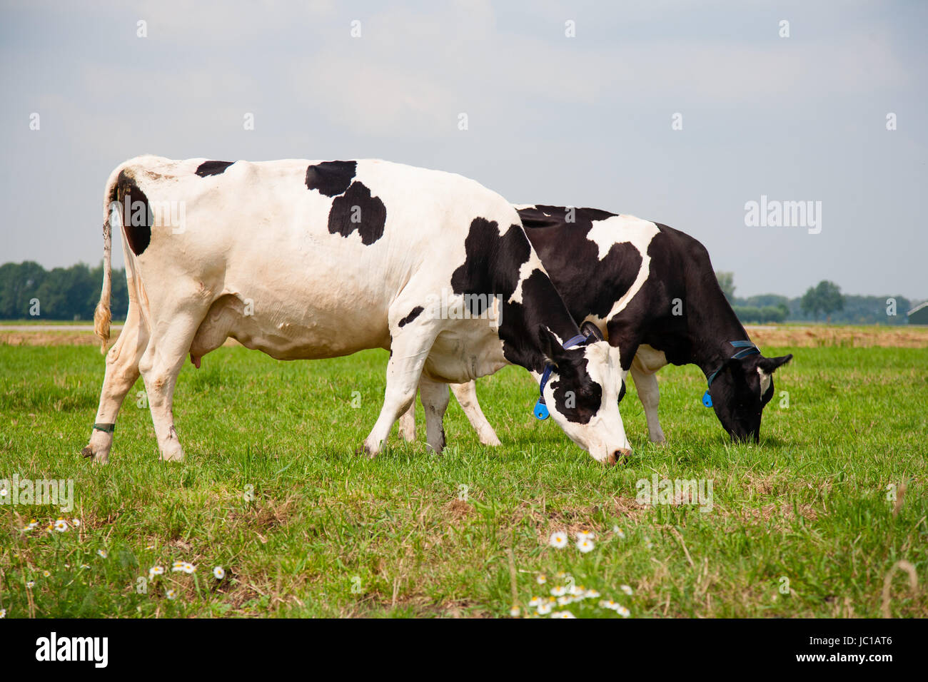 Le mucche olandesi nel prato Foto Stock