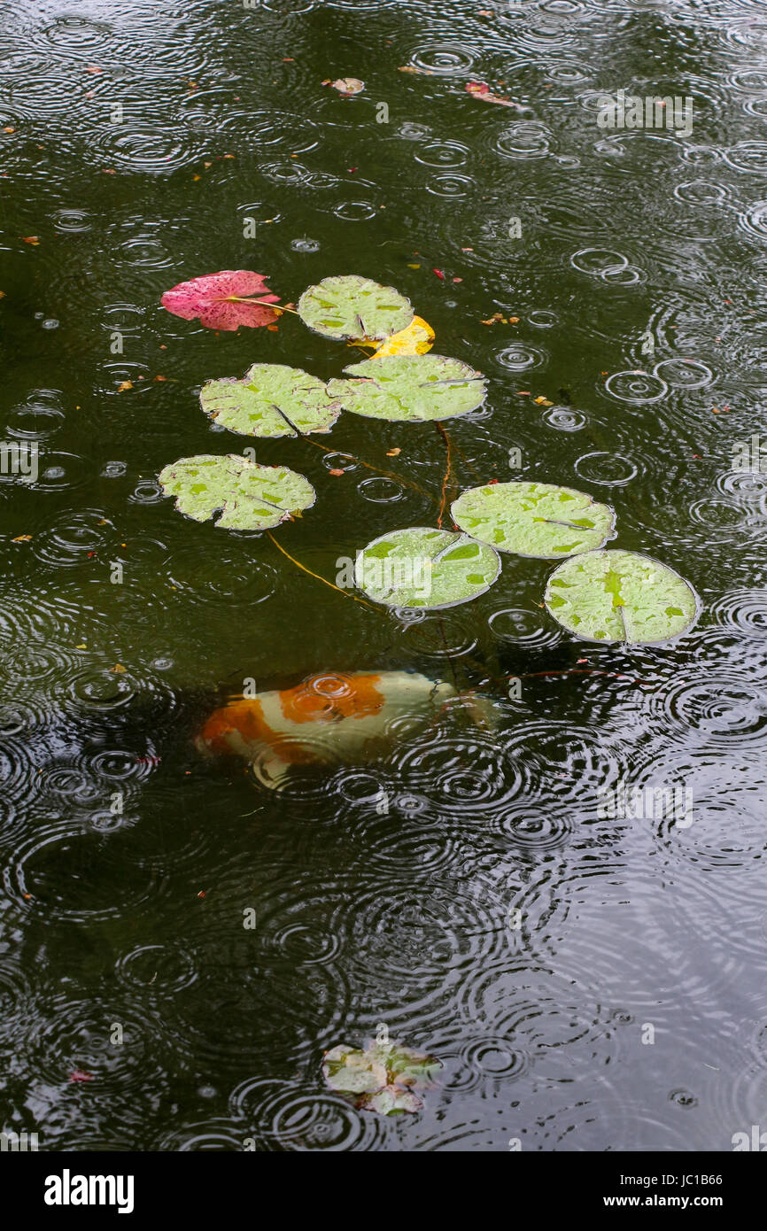 Uno arancione e bianco pesci koi nuota in uno stagno con luce verde ninfee, gocce di pioggia la creazione di increspature circolari sulla superficie del verde scuro acqua. Foto Stock