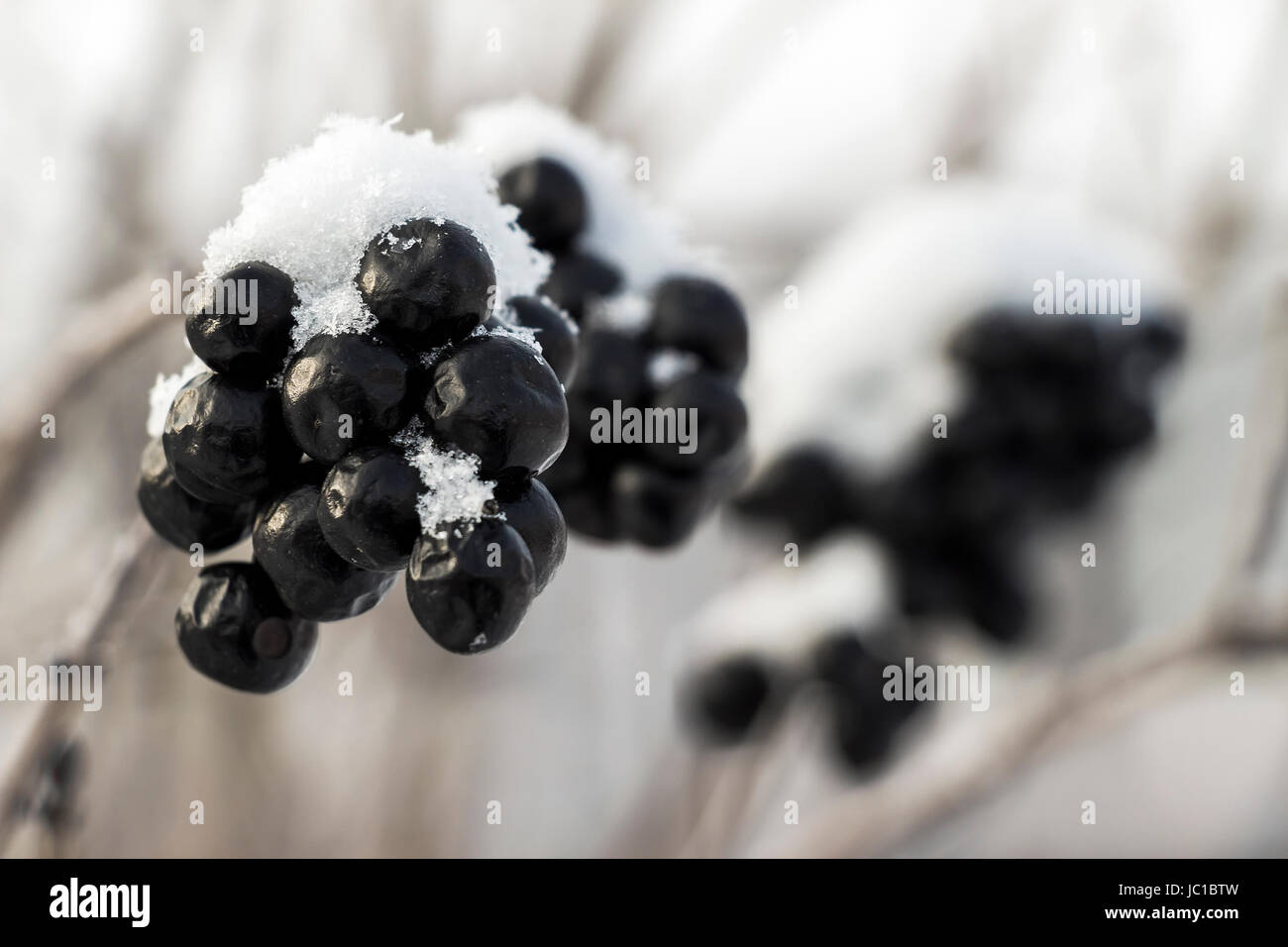 Chokeberry sotto la neve closeup Foto Stock