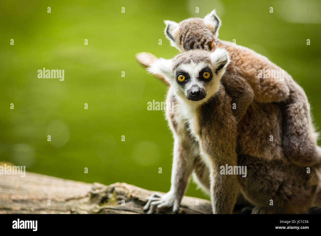 Lemur kata (Lemur catta) Foto Stock