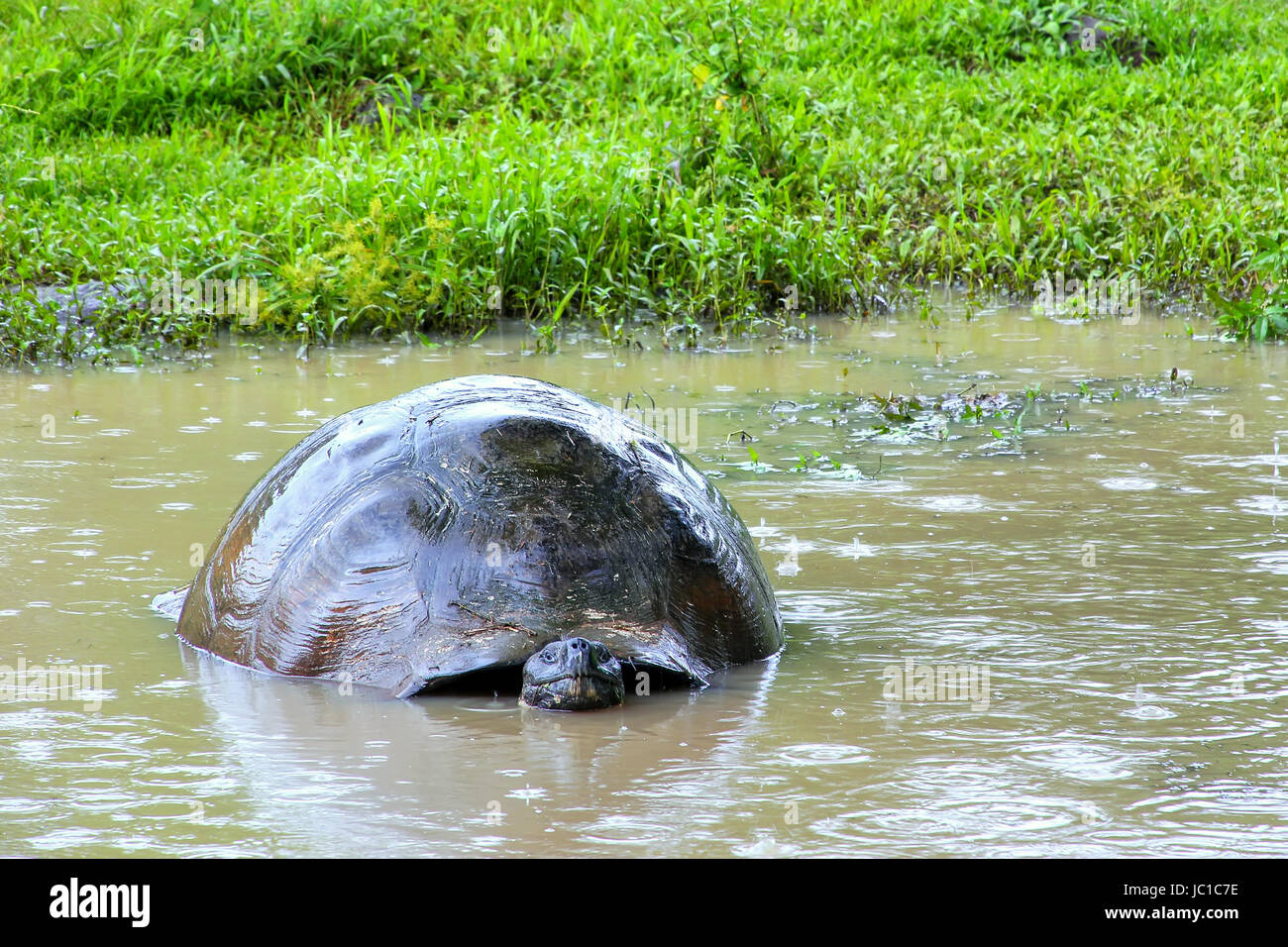 Le Galapagos La tartaruga gigante (Geochelone elephantopus) in un stagno sull isola di Santa Cruz in Galapagos National Park, Ecuador. È la più grande specie viventi Foto Stock