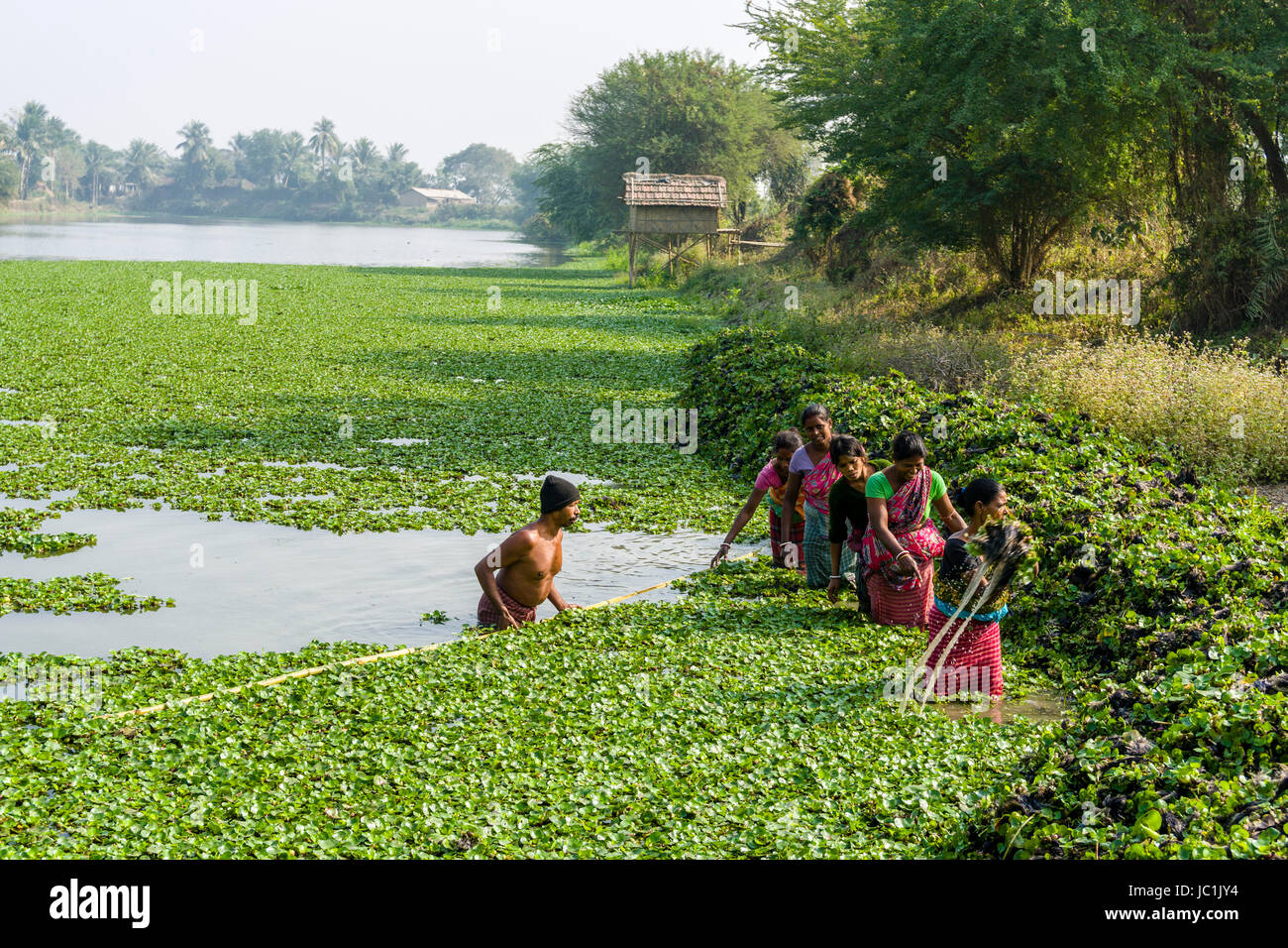 Donne e un uomo sono la pulizia di un allevamento ittico lago dalla vegetazione nei dintorni rurali del borgo Città nuova Foto Stock