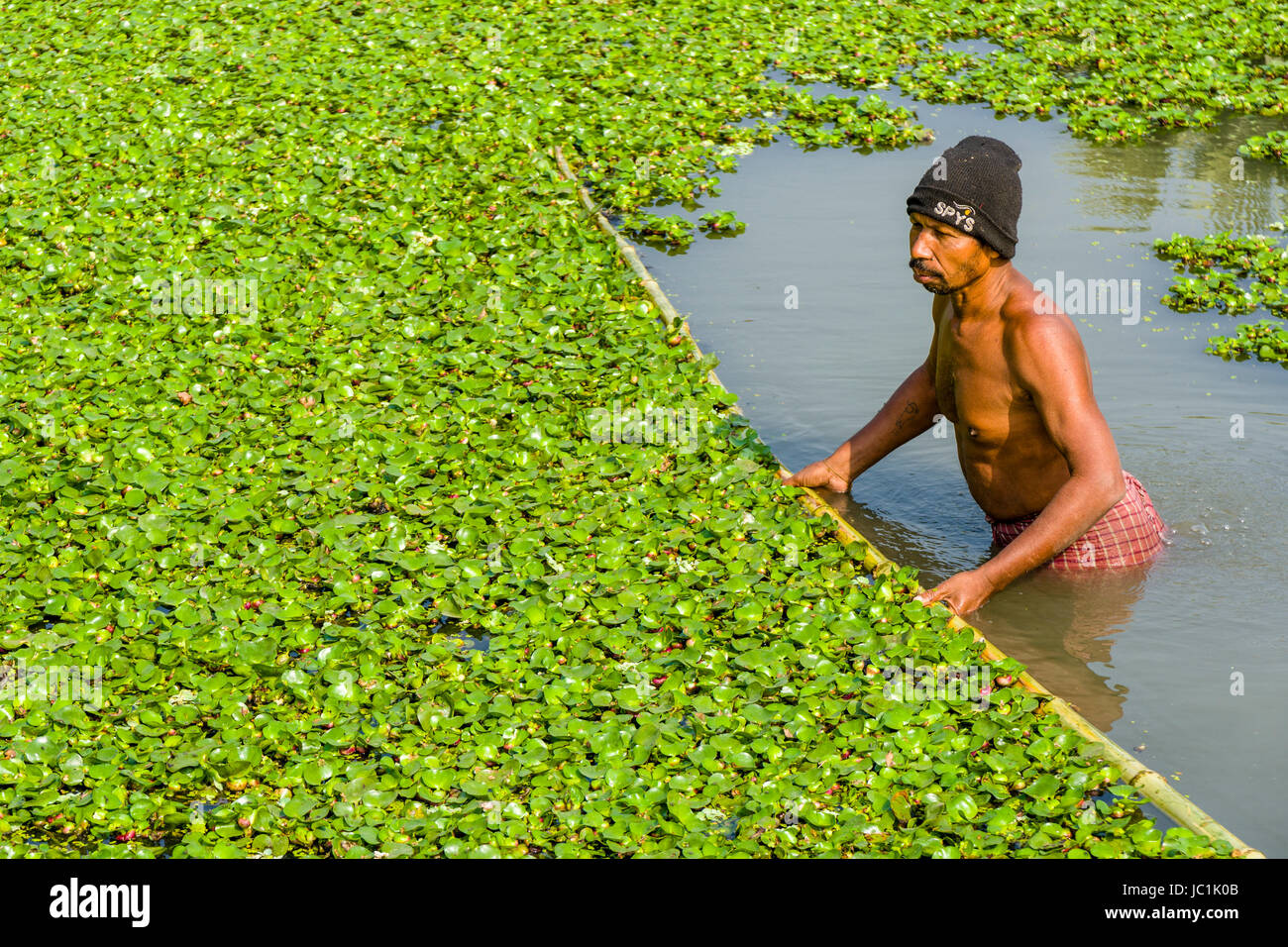 Un uomo è la pulizia di un allevamento ittico lago dalla vegetazione nei dintorni rurali del borgo Città nuova Foto Stock