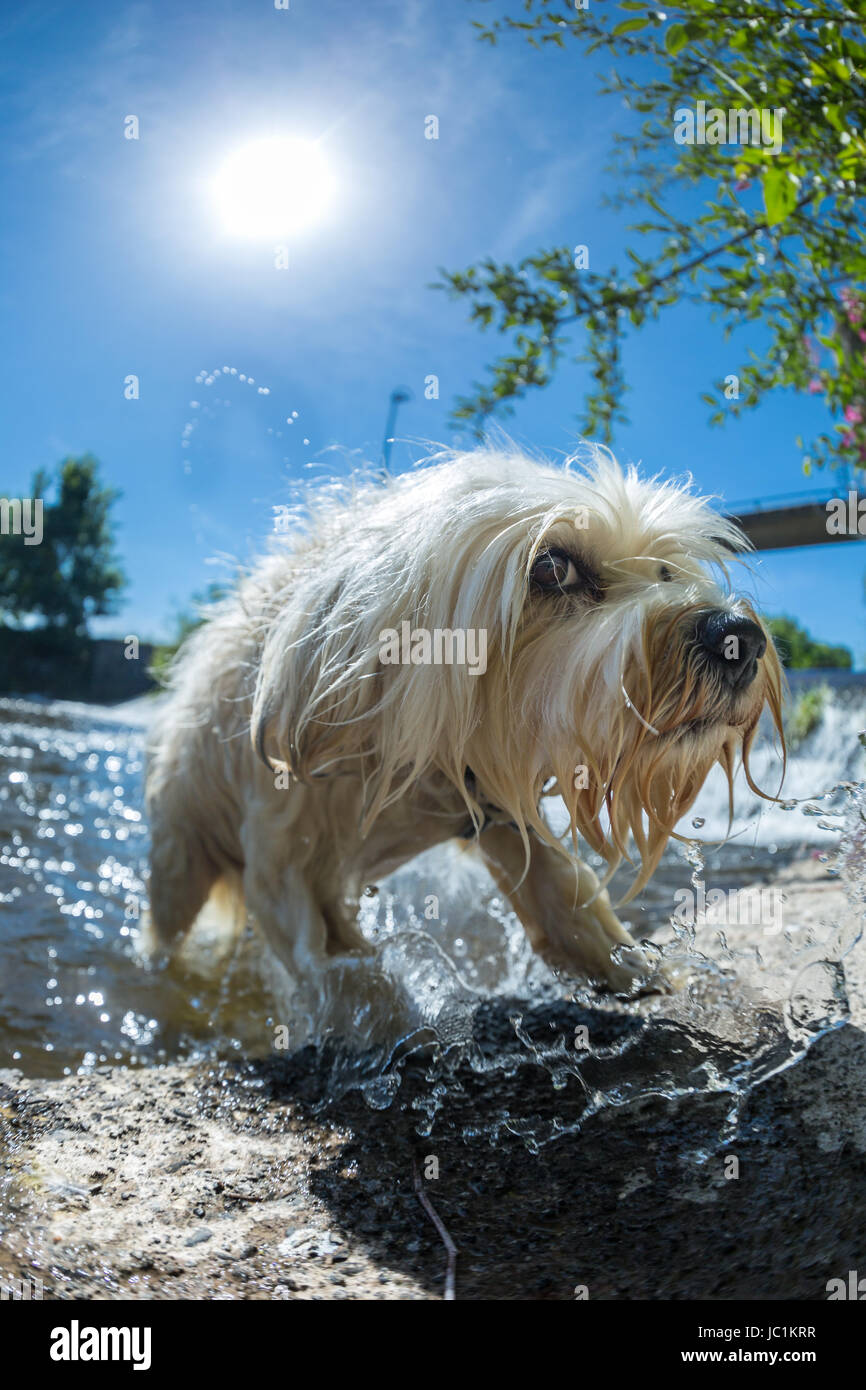 Kleiner weißer Hund springt aus dem Wasser, Weitwinkelaufnahme mit Himmel und Sonne im Bild. Foto Stock