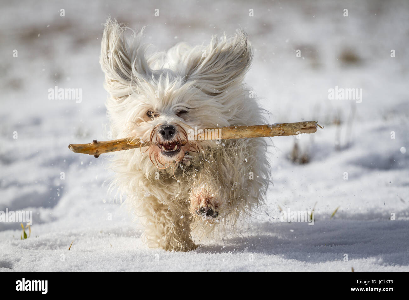 Ein weißer kleiner Hund apportiert einen Stock im Schnee. Foto Stock