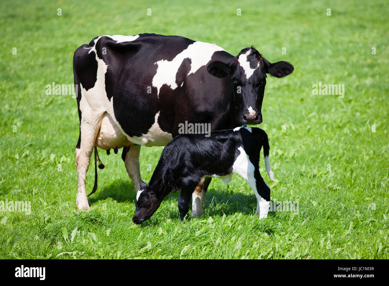 Mucca olandese con vitello neonato nel prato, Paesi Bassi Foto Stock