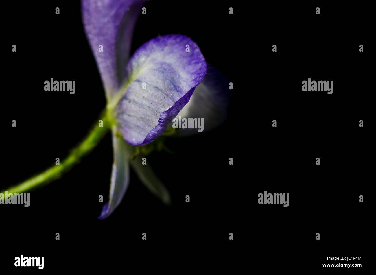 Delicato Deep Purple petalo di fiore su sfondo nero Foto Stock