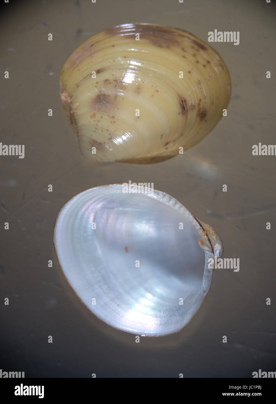 Gusci di molluschi artico che mostra la superficie interna ed esterna, dalle acque intorno a Disko isola in Groenlandia Foto Stock