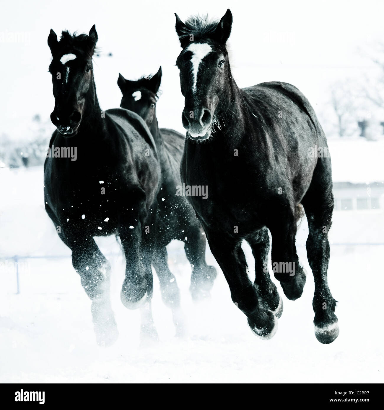 Cavallo in esecuzione nel campo di neve Foto Stock