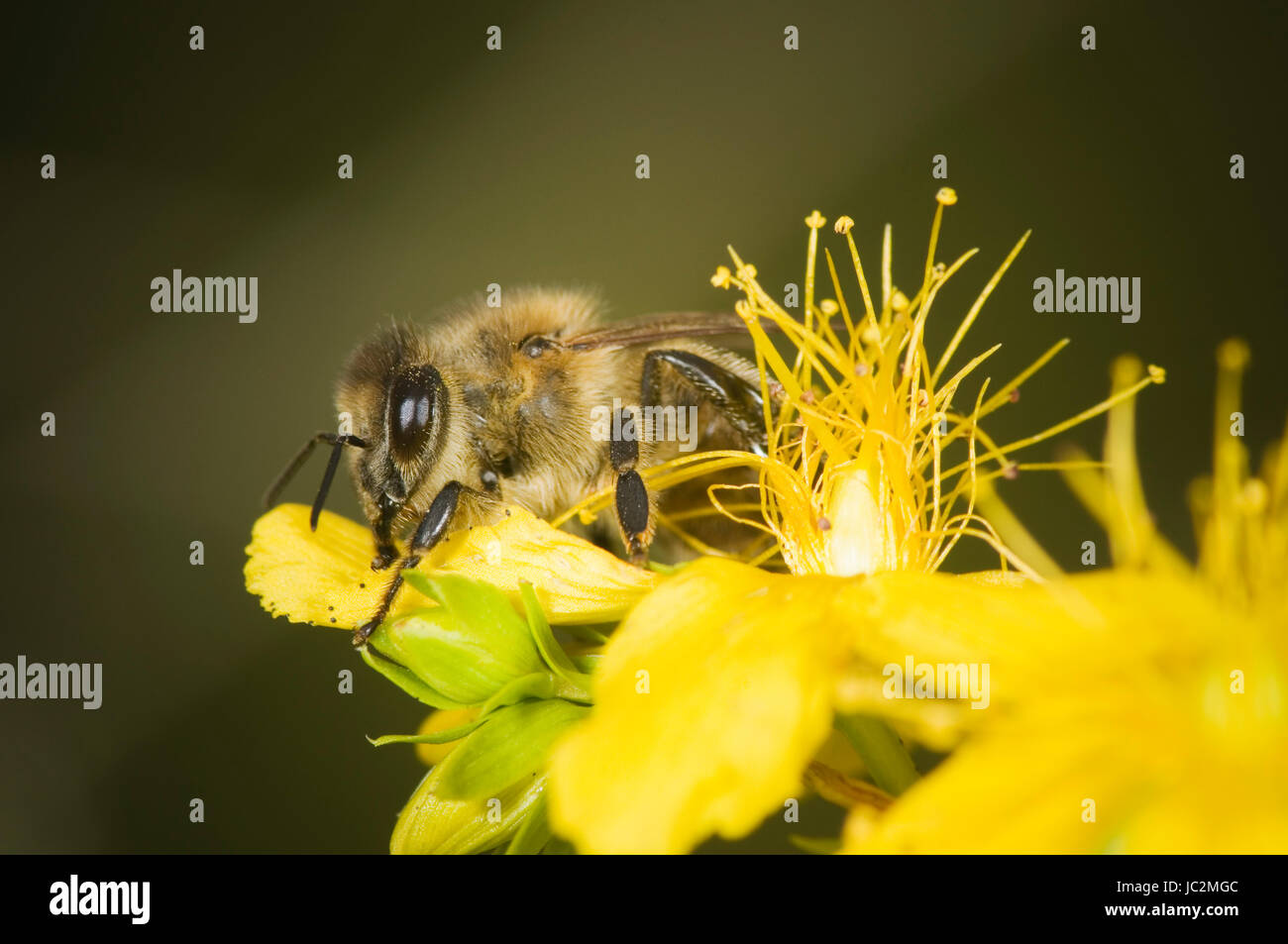 Makro-Ansicht einer einzelnen Biene auf gelber Blüte Nektar saugend Foto Stock