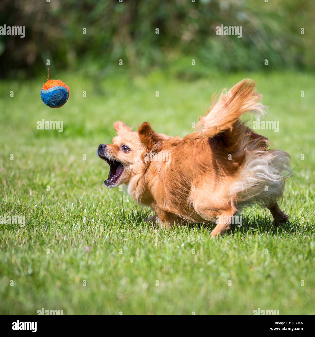Kleiner Brauner Hund jagt einem Tennisball hinterher. Foto Stock