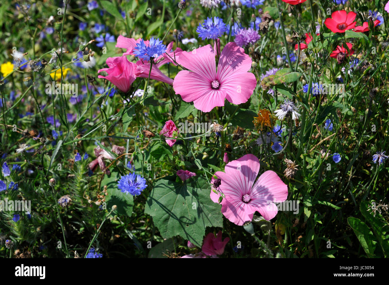 Il papavero estate fiore Foto Stock