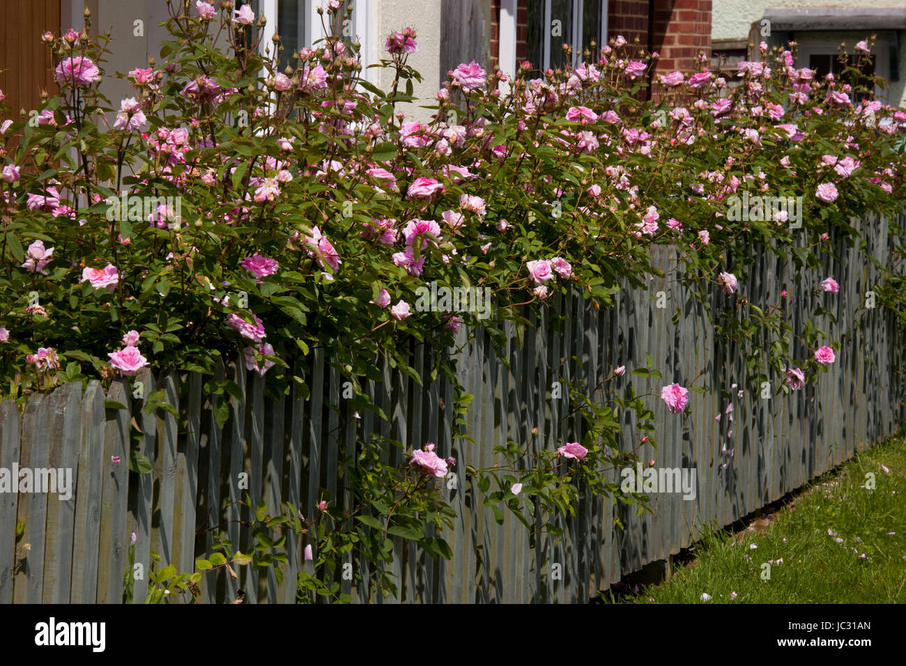 Salendo le rose rosa in un cottage Picket Fence, Inghilterra Foto Stock