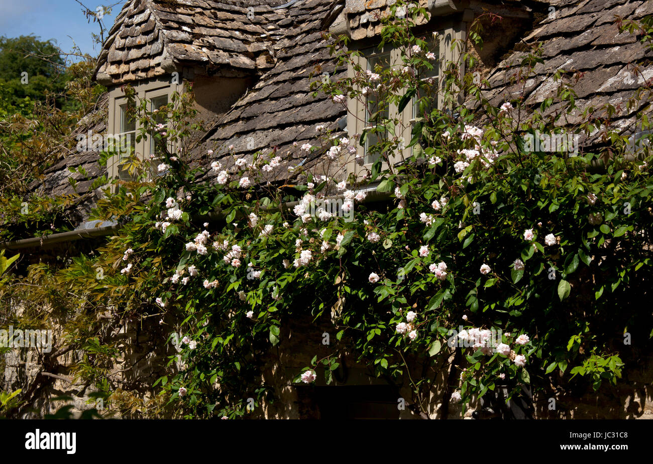 Rose rampicanti sulla parte anteriore del cottage inglese in cotswolds,Inghilterra Foto Stock