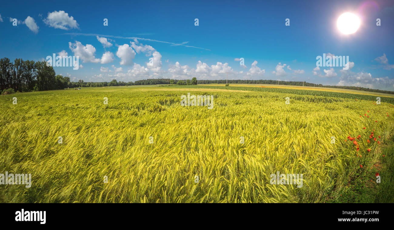 Agricoltura campo con il sole splendente e cielo blu in estate Foto Stock
