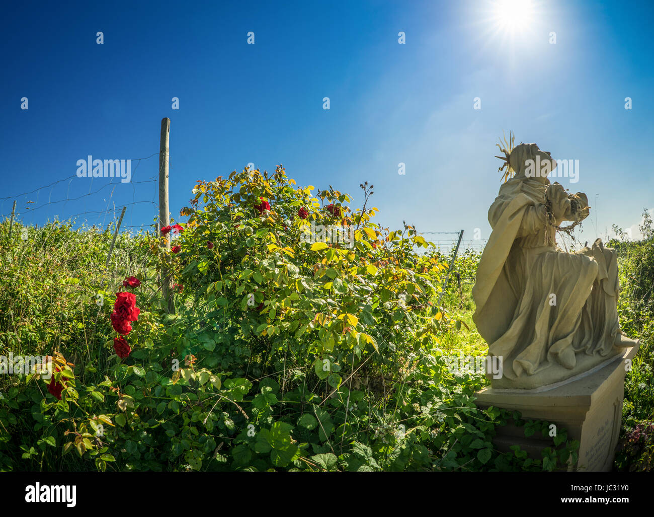 Figura religiosa guardando al sole in Medio di Wild Rose in crescita Foto Stock