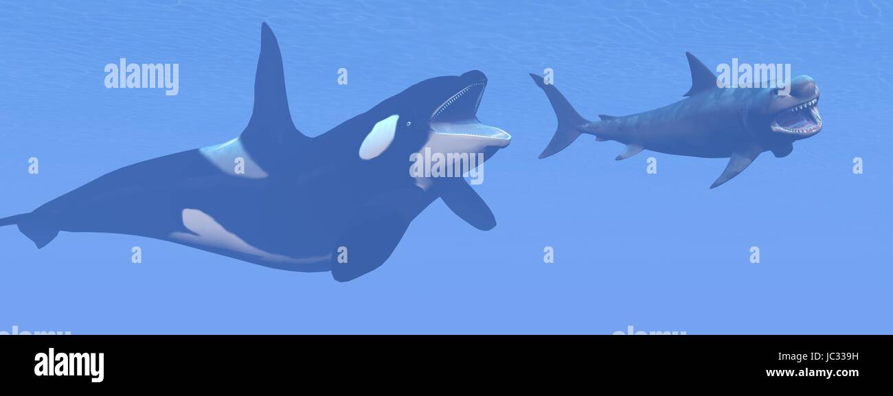 Preistorici scena subacquea mostra Killer Whale attaccando piccole megalodon shark - 3D render Foto Stock