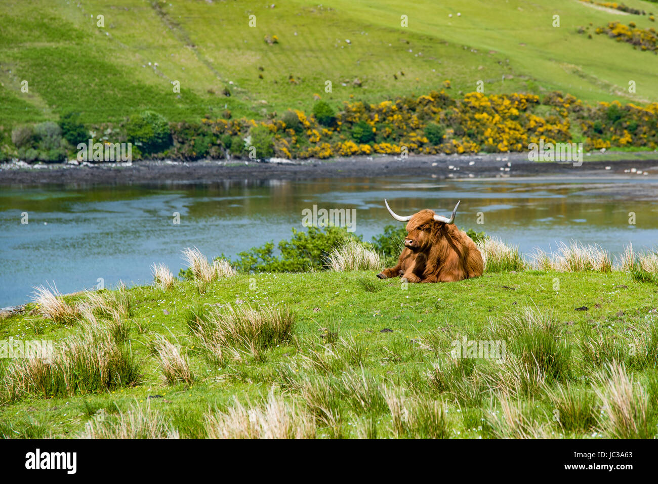 Uno Scottish bull pascolare nei prati vicino all'acqua Foto Stock