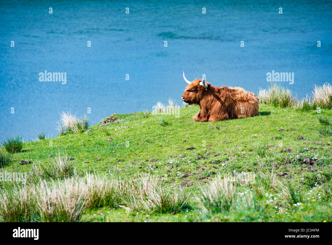 Uno Scottish bull pascolare nei prati vicino all'acqua Foto Stock