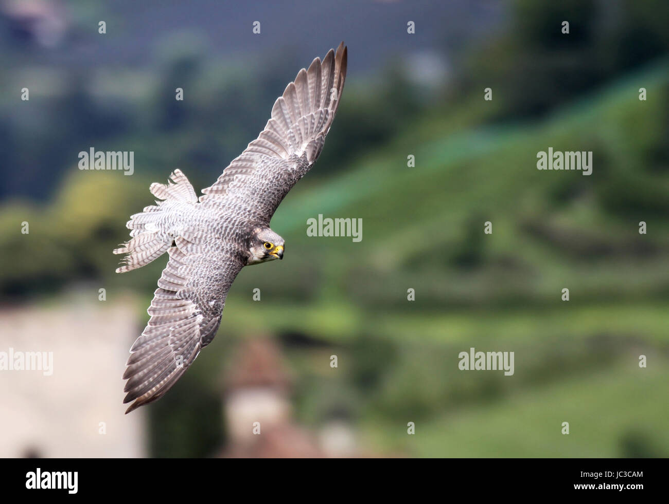 Raptor gheppio Foto Stock