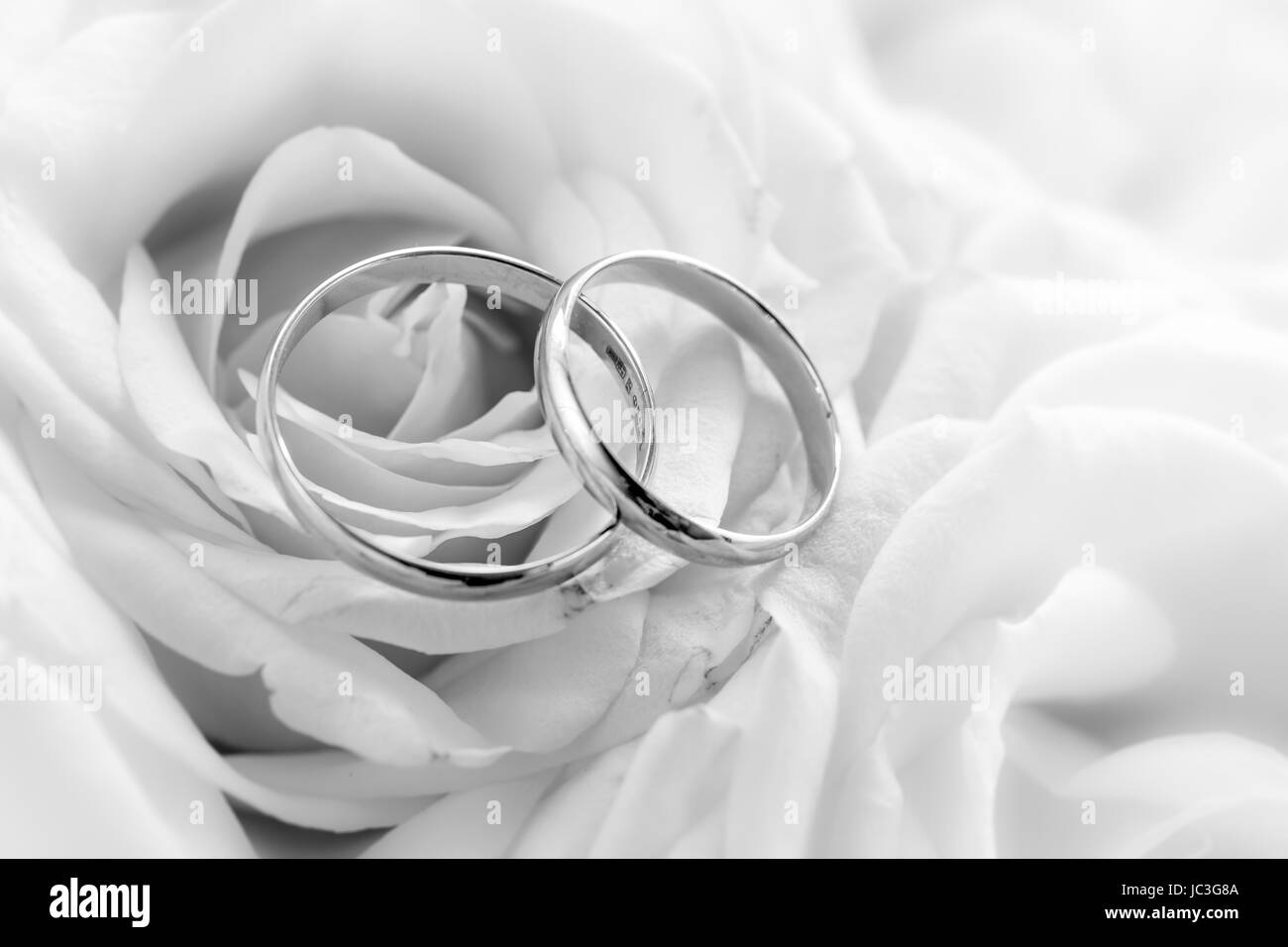Bianco e nero closeup shot di anelli di nozze contro rose bianche Foto Stock