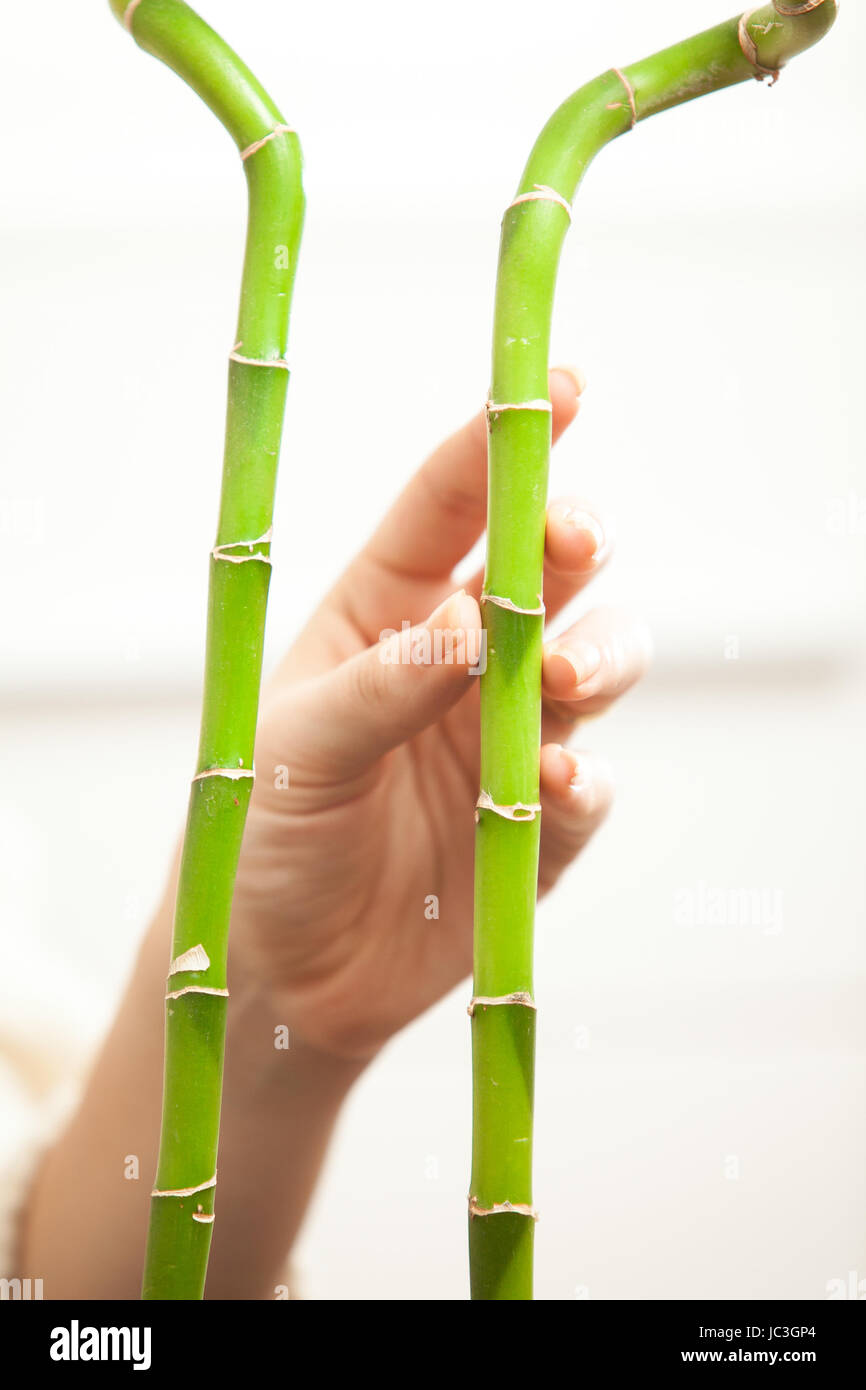 Primo piano di due bambù e la mano di toccarli Foto Stock