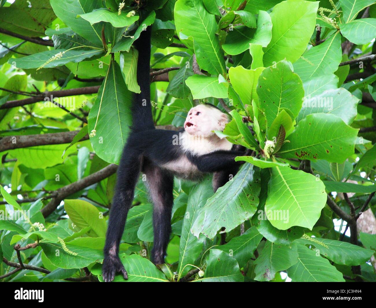 Affe Costa Rica Foto Stock